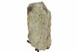 Dinosaur (Triceratops) Frill Shield Section - South Dakota #350601-1
